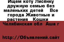 Ищем коту Лисёнку дружную семью без маленьких детей  - Все города Животные и растения » Кошки   . Челябинская обл.,Аша г.